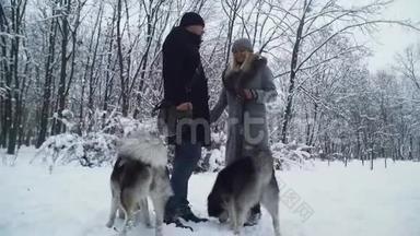 一对已婚夫妇带着哈士奇走着，把他们绑在一个冬天的公园里。 好玩的狗在户外散步。